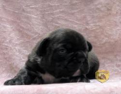 Click sobre la imagen para ampliarla