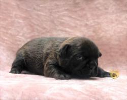 Click sobre la imagen para ampliarla