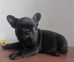 Click sobre la imagen para ampliarla