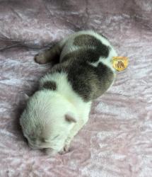 Click sobre la imagen para ampliarla