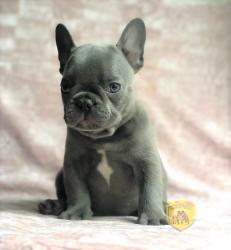 Click sobre la imagen para ampliarla