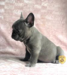 Click sobre la imagen para ampliarla