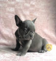 Click sobre la imagen para ampliarla