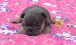 Click sobre la imagen para ampliarla