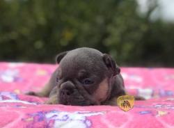 Click sobre la imagen para ampliarla