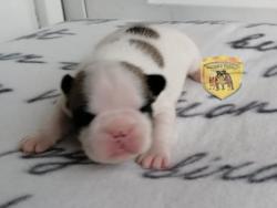 Click sobre la imagen para ampliarla