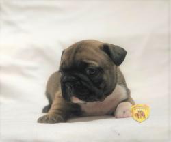 Click sobre la imagen para ampliarla