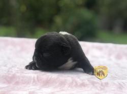 Click sobre la imagen para ampliarla