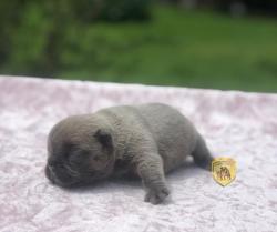 Click sobre la imagen para ampliarla