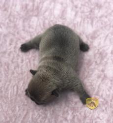 Click sobre la imagen para ampliarla