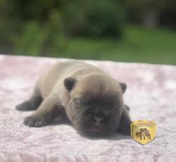 Click sobre la imagen para ampliarla