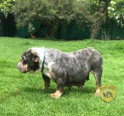 Click sobre la imagen para ampliarla