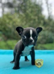 Click sobre la imagen para ampliarla