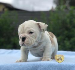 Click sobre la imagen para ampliarla