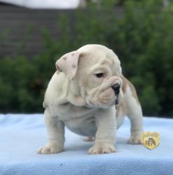 Click sobre la imagen para ampliarla