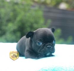 Click sobre la imagen para ampliarla