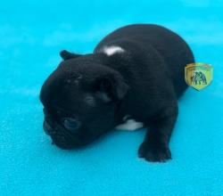 Click sobre la imagen para ampliarla