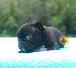 Click sobre la imagen para ampliarla