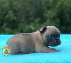 Click sobre la imagen para ampliarla