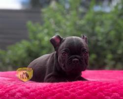 Click sobre la imagen para ampliarla