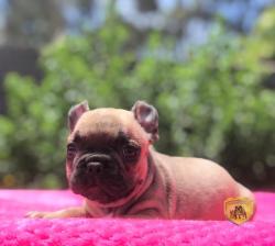 Click sobre la imagen para ampliarla