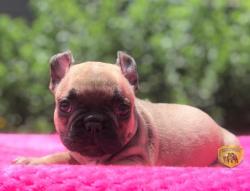 Click sobre la imagen para ampliarla