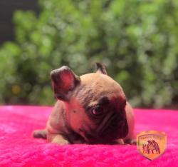 Click sobre la imagen para ampliarla