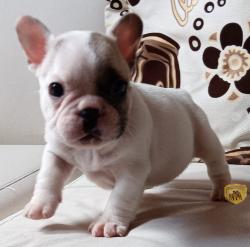 Click sobre la imagen para ampliarla