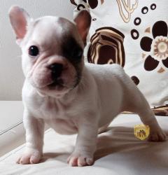 Click sobre la imagen para ampliarla