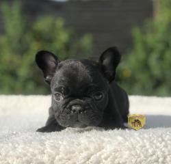 Click sobre la imagen para ampliarla