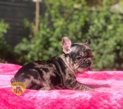 Click sobre la imagen para ampliarla