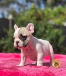 Click sobre la imagen para ampliarla