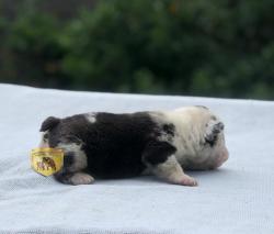 Click sobre la imagen para ampliarla