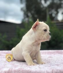 Click sobre la imagen para ampliarla