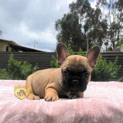 Click sobre la imagen para ampliarla