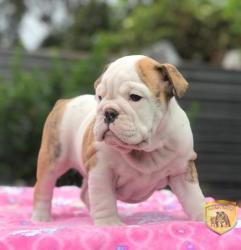 Click sobre la imagen para ampliarla