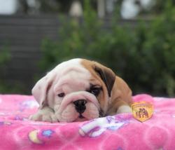 Click sobre la imagen para ampliarla