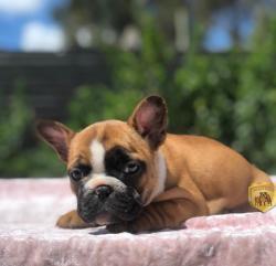 Click sobre la imagen para ampliarla