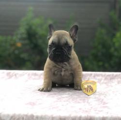 Click sobre la imagen para ampliarla