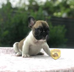 Click sobre la imagen para ampliarla