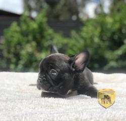 Click sobre la imagen para ampliarla