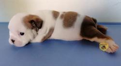 Click sobre la imagen para ampliarla