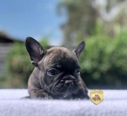 Click sobre la imagen para ampliarla