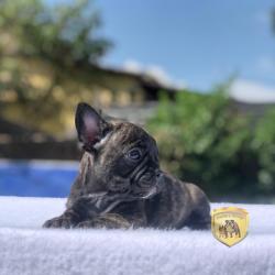 Click sobre la imagen para ampliarla