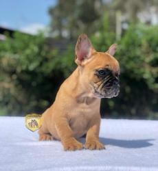 Click sobre la imagen para ampliarla