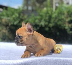 Click sobre la imagen para ampliarla