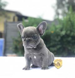 Click sobre la imagen para ampliarla