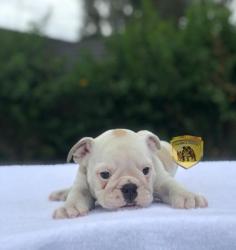 Click sobre la imagen para ampliarla