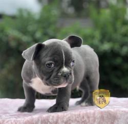 Click sobre la imagen para ampliarla