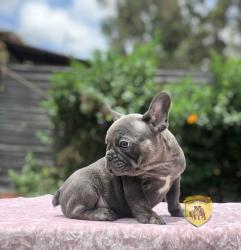 Click sobre la imagen para ampliarla